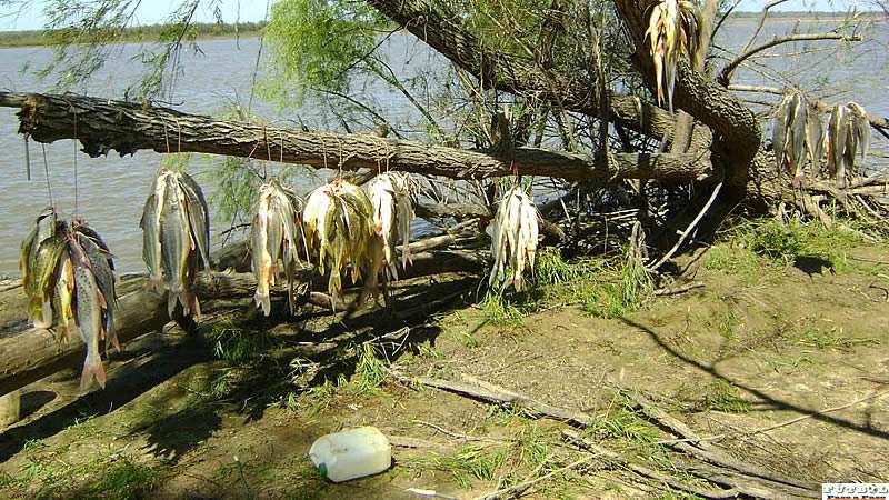 Buen pique de moncholos en el Espín. (Calchaquí) 