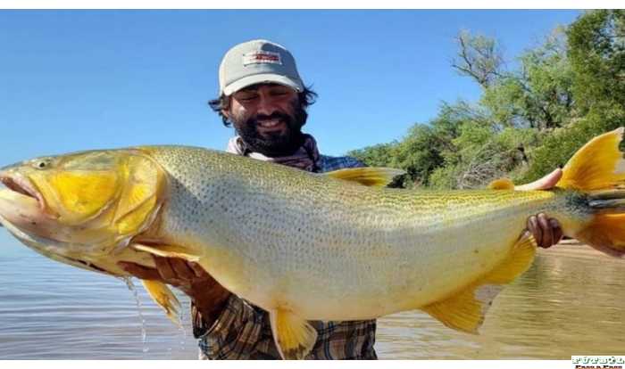 Corrientes: pescan dorado récord en el río Paraná 103 cm de largo