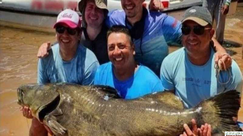 En el  Paraná cuatro amigos pescaron un Manguruyú de 80 kg