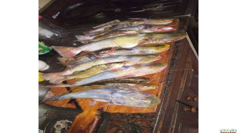 Pesca de manduve en la Costanera este de santa fe, con boya, 1 metro de profundidad y Posta de palometa