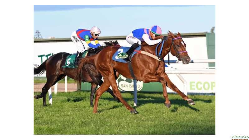 Segundo triunfo de Brian Enrique hoy En el Hipódromo San Isidro se disputó el #ClásicoMacon (L-1800m)