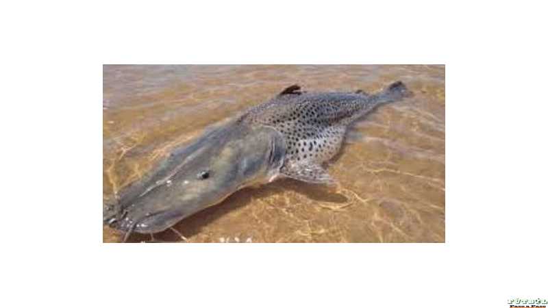 RÍO PARANÁ  Pesó 65 kilos y midió 1,65 metros: el enorme surubí que pescaron en Corrientes