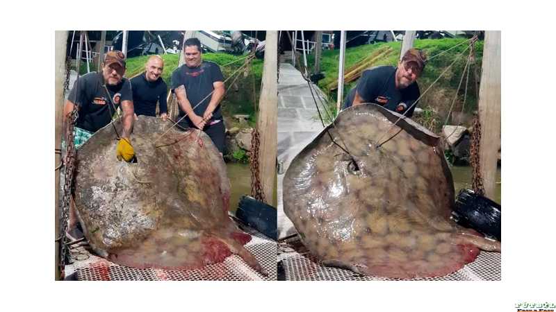 Es amante de la pesca deportiva y extrajo una raya gigante de 250 kilos en el río Paraná